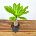 Brighamia Insignis Hawaiian Palm