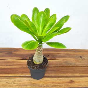 Brighamia Insignis Hawaiian Palm
