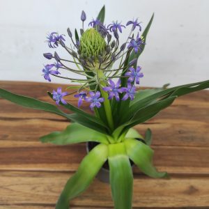 Scilla Peruviana