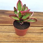 Peperomia Clusiifolia 'Jellie'