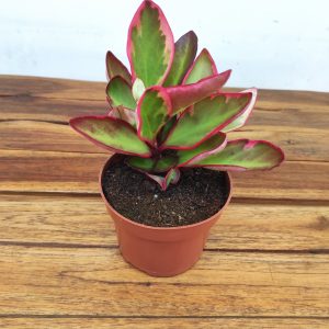 Peperomia Clusiifolia 'Jellie'