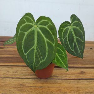 Anthurium Chrystallinum
