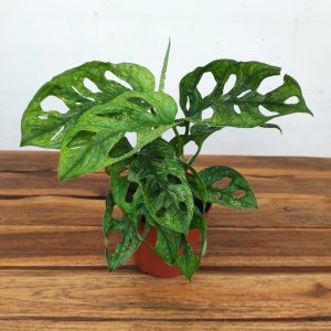 Monstera Adansonii Mint