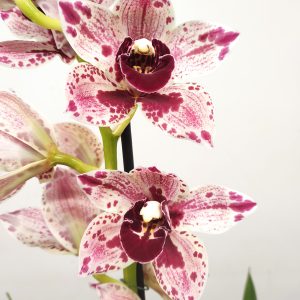 Cymbidium Jessica Especial - 2 Hastes