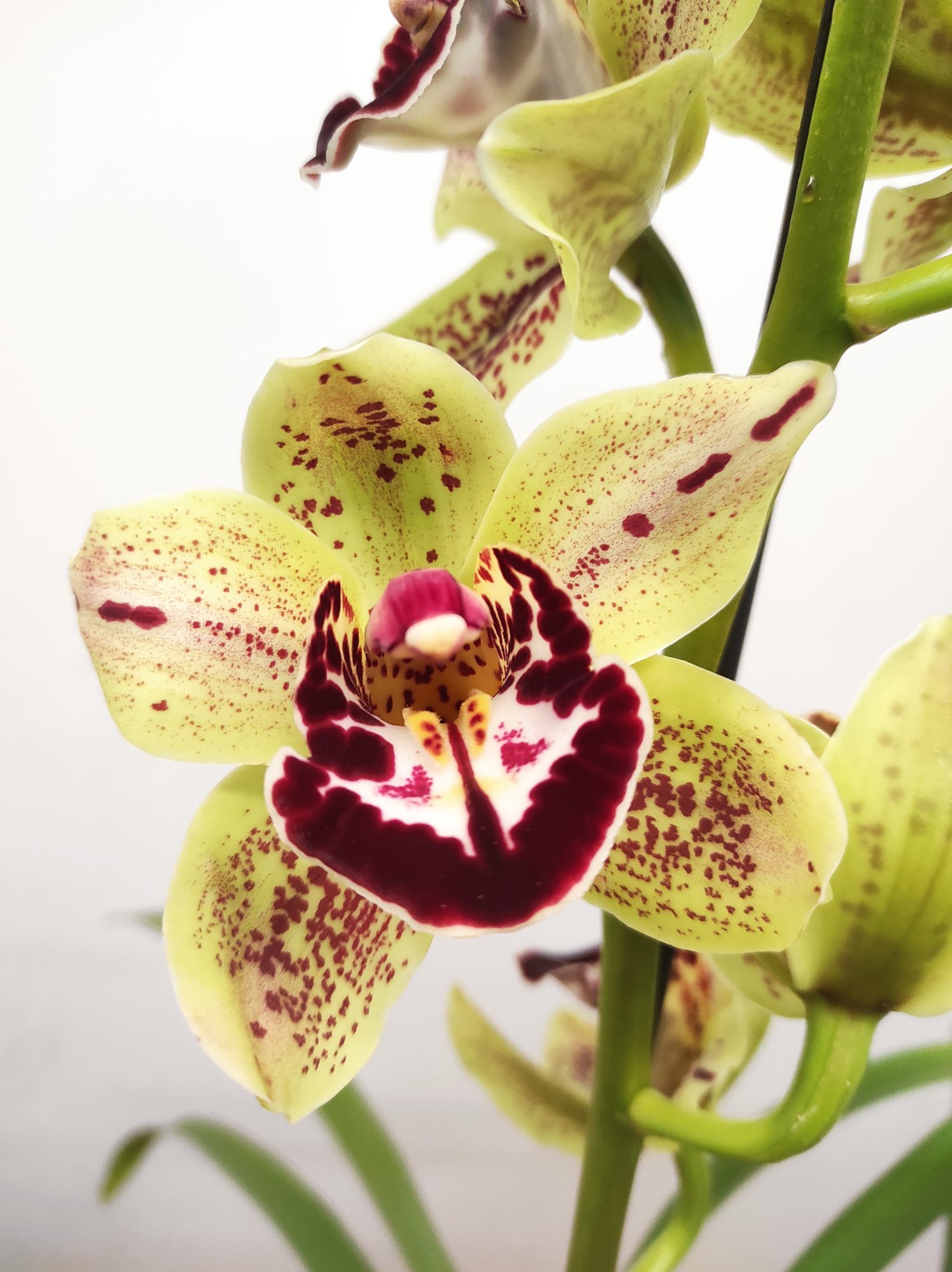 Cymbidium 'Yellowstone'