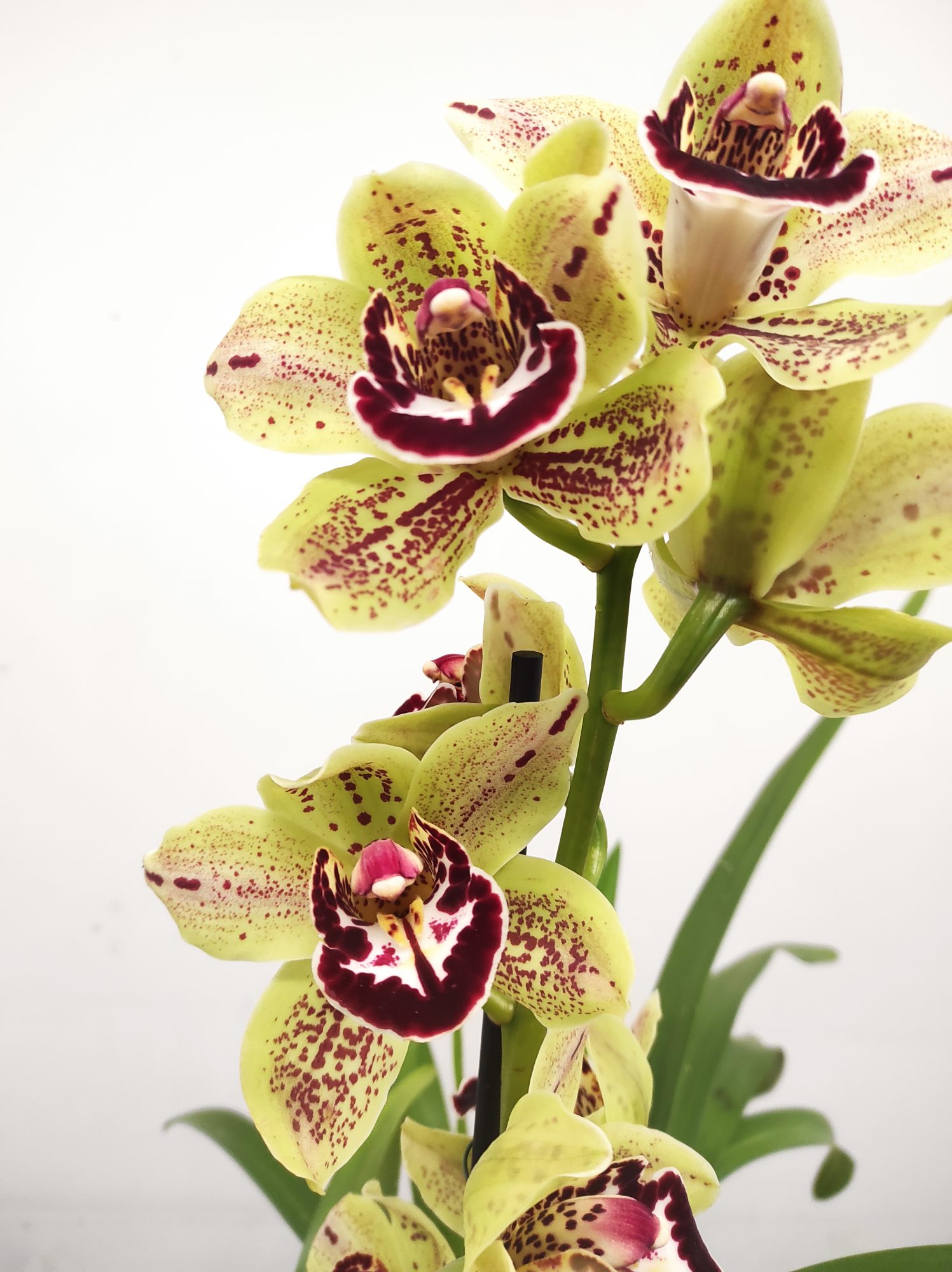 Cymbidium 'Yellowstone' - Image 2