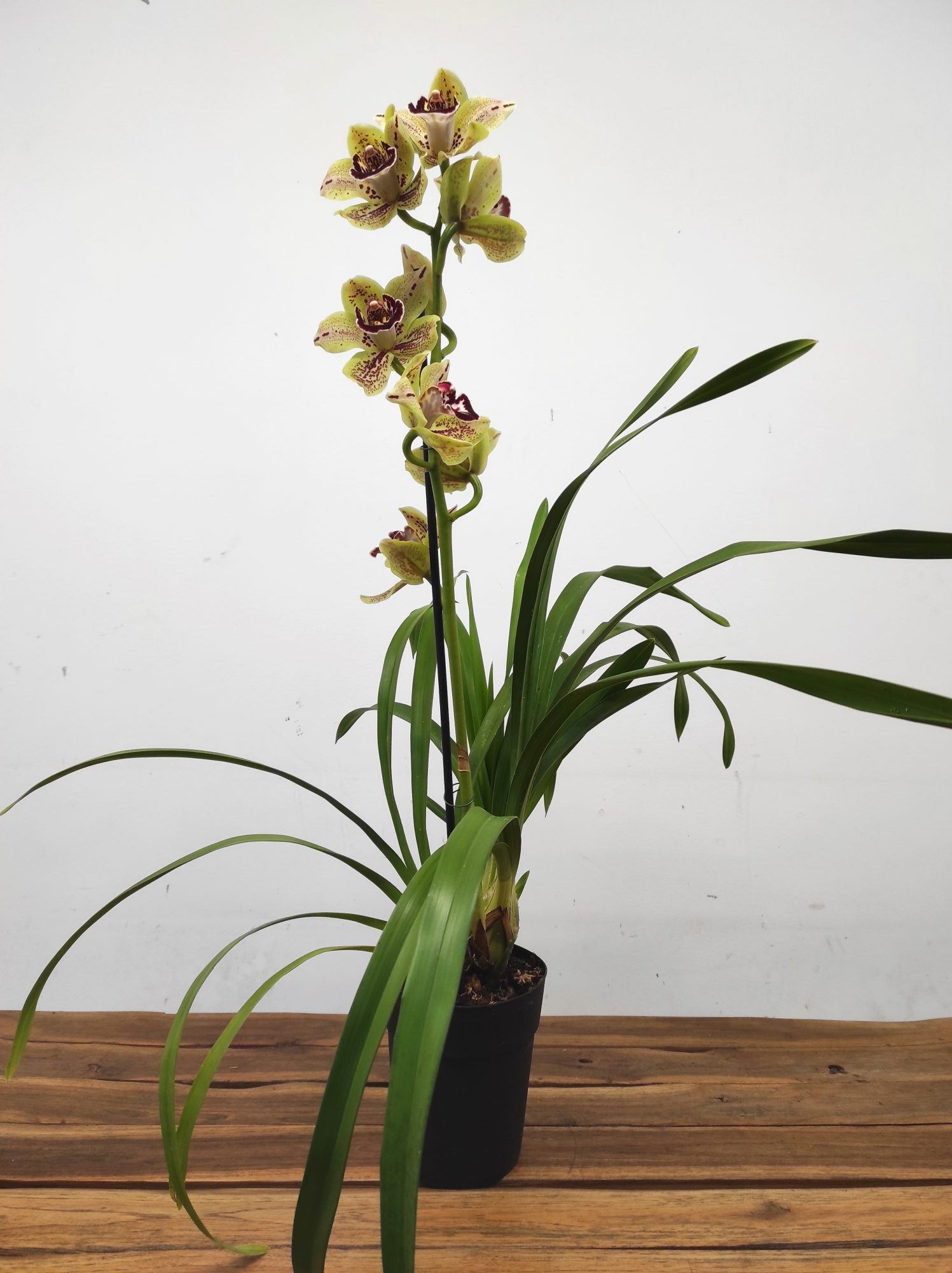 Cymbidium 'Yellowstone' - Image 3