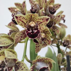 Cymbidium Pendula 'Alice'