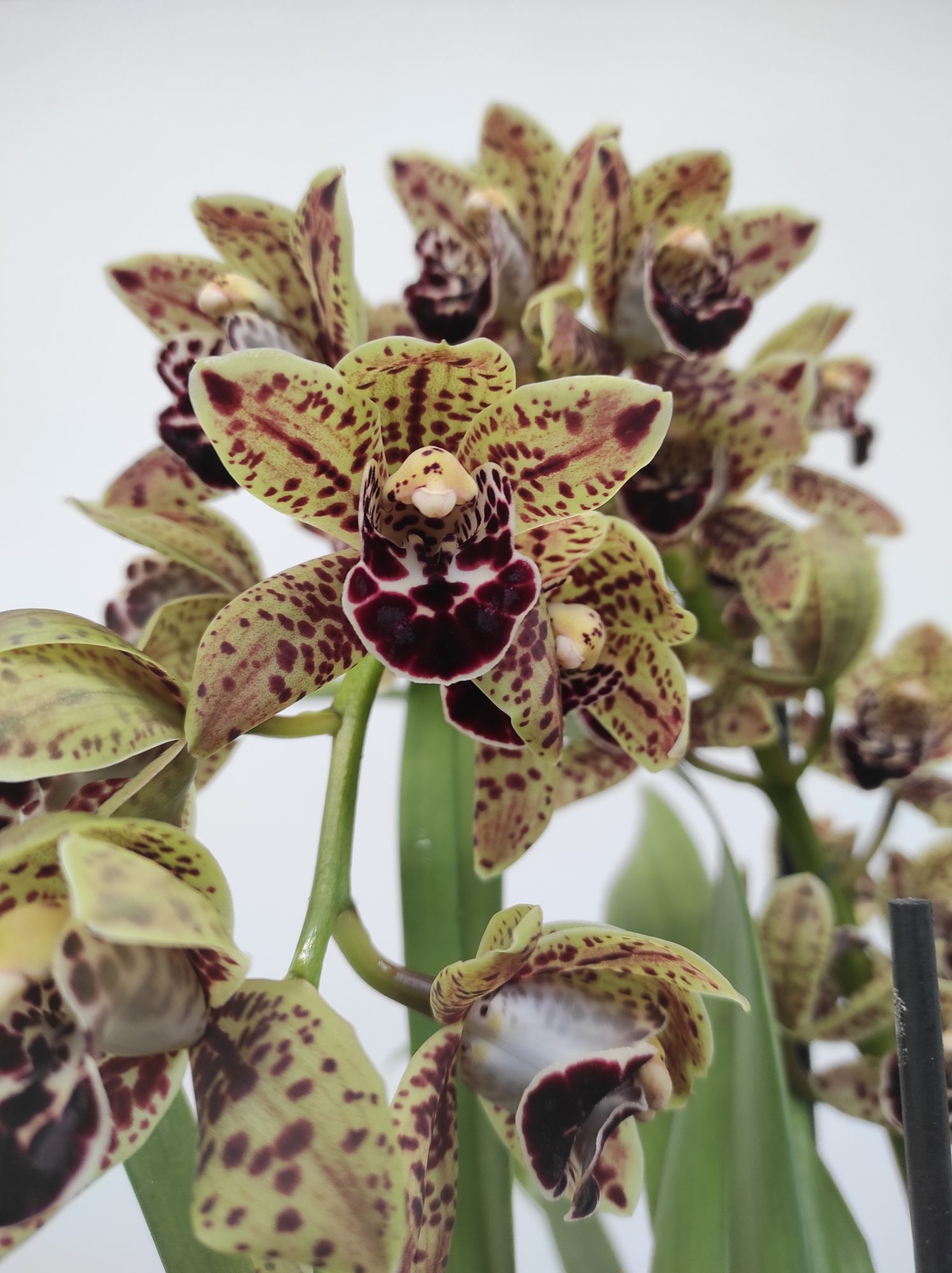 Cymbidium Pendula 'Alice'