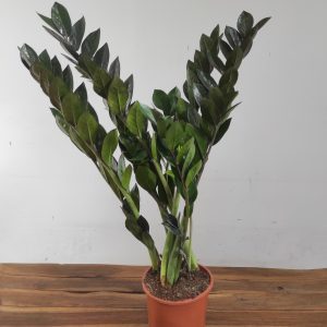 Zamioculcas Zamiifolia Super Nova