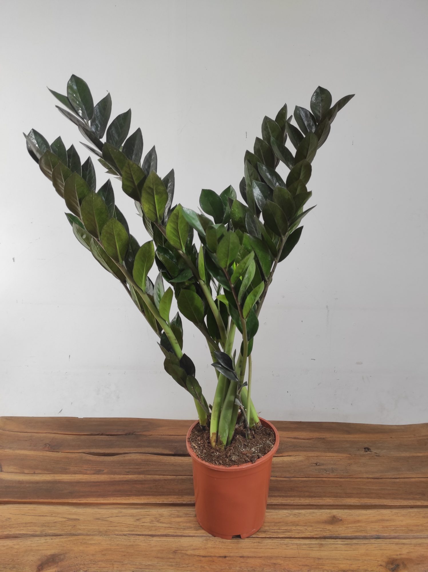 Zamioculcas Zamiifolia Super Nova