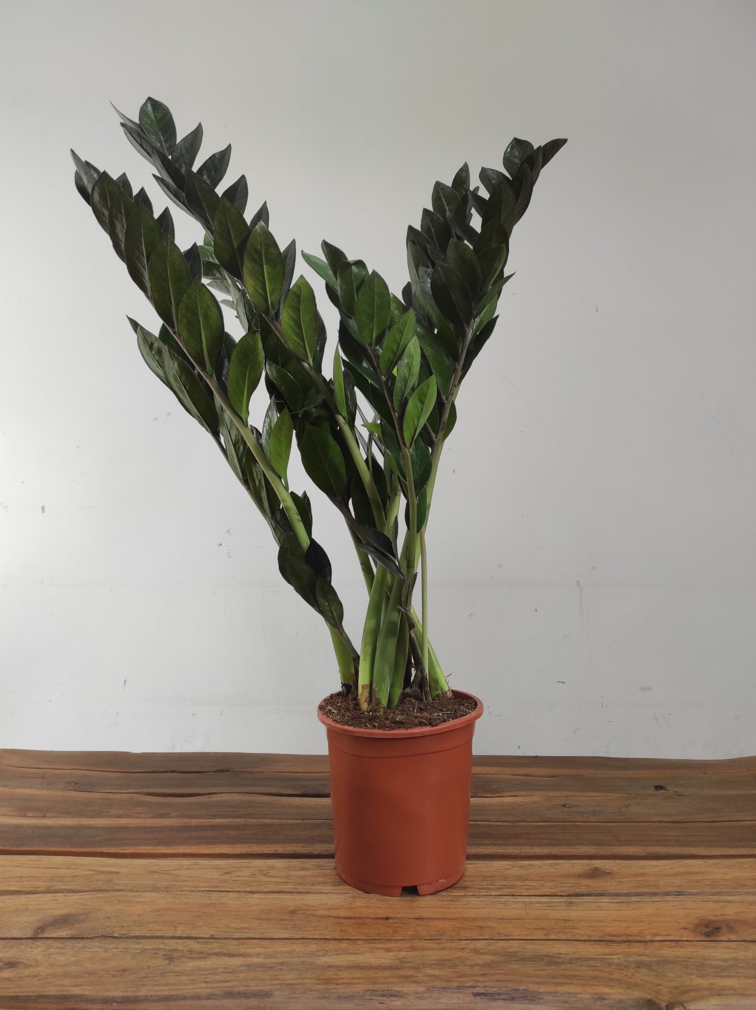 Zamioculcas Zamiifolia Super Nova - Image 2