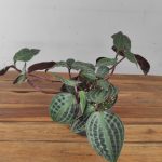 Geogenanthus Poeppigii Florijn