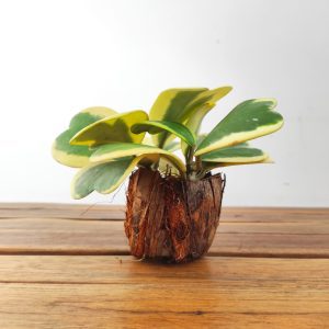 Hoya Kerri Variegata - Vaso fibra de coco