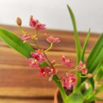 Oncidium Vermelho - Vaso de barro