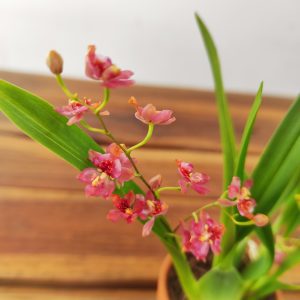Oncidium Vermelho - Vaso de barro
