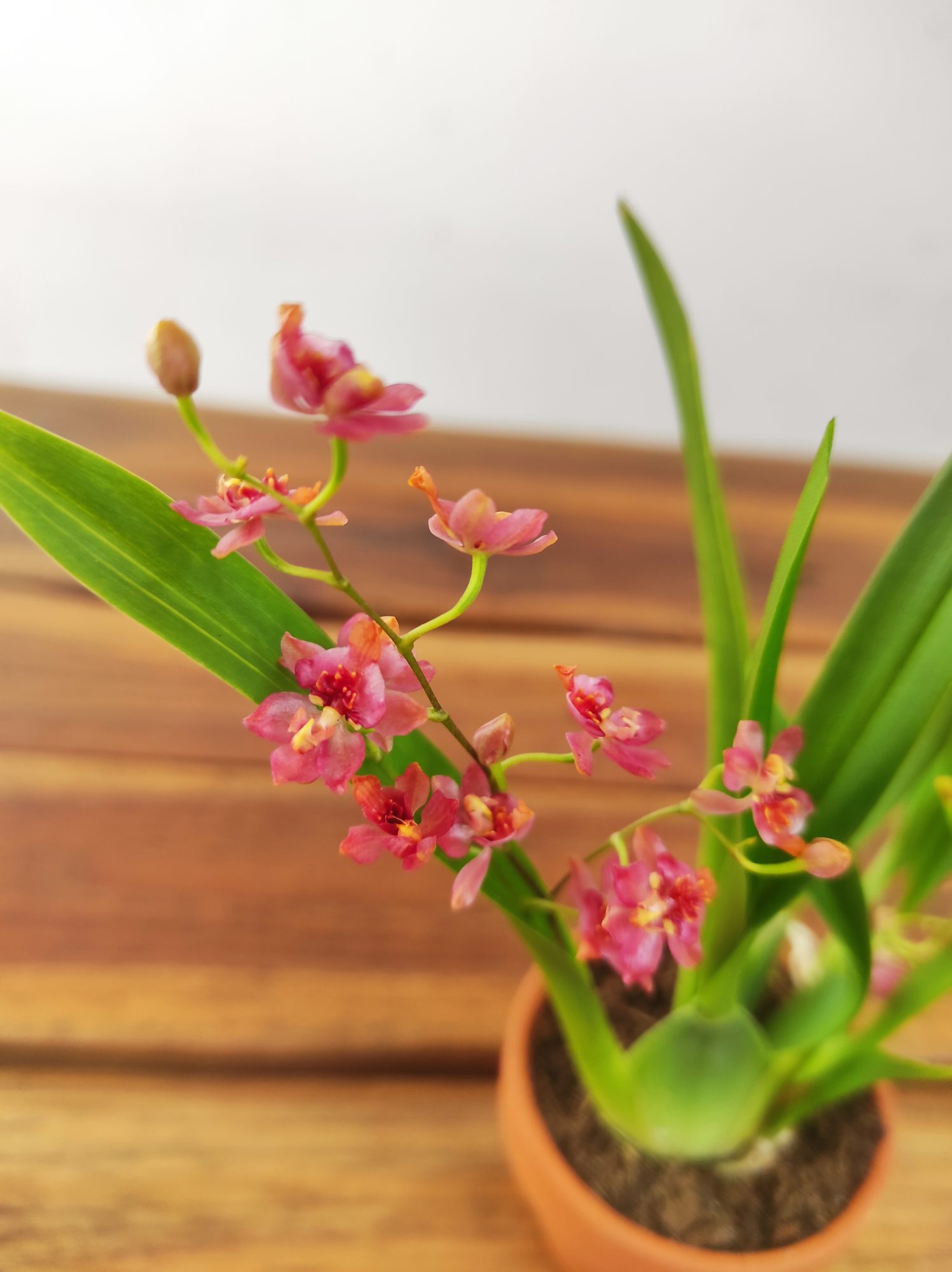 Oncidium Vermelho - Vaso de barro