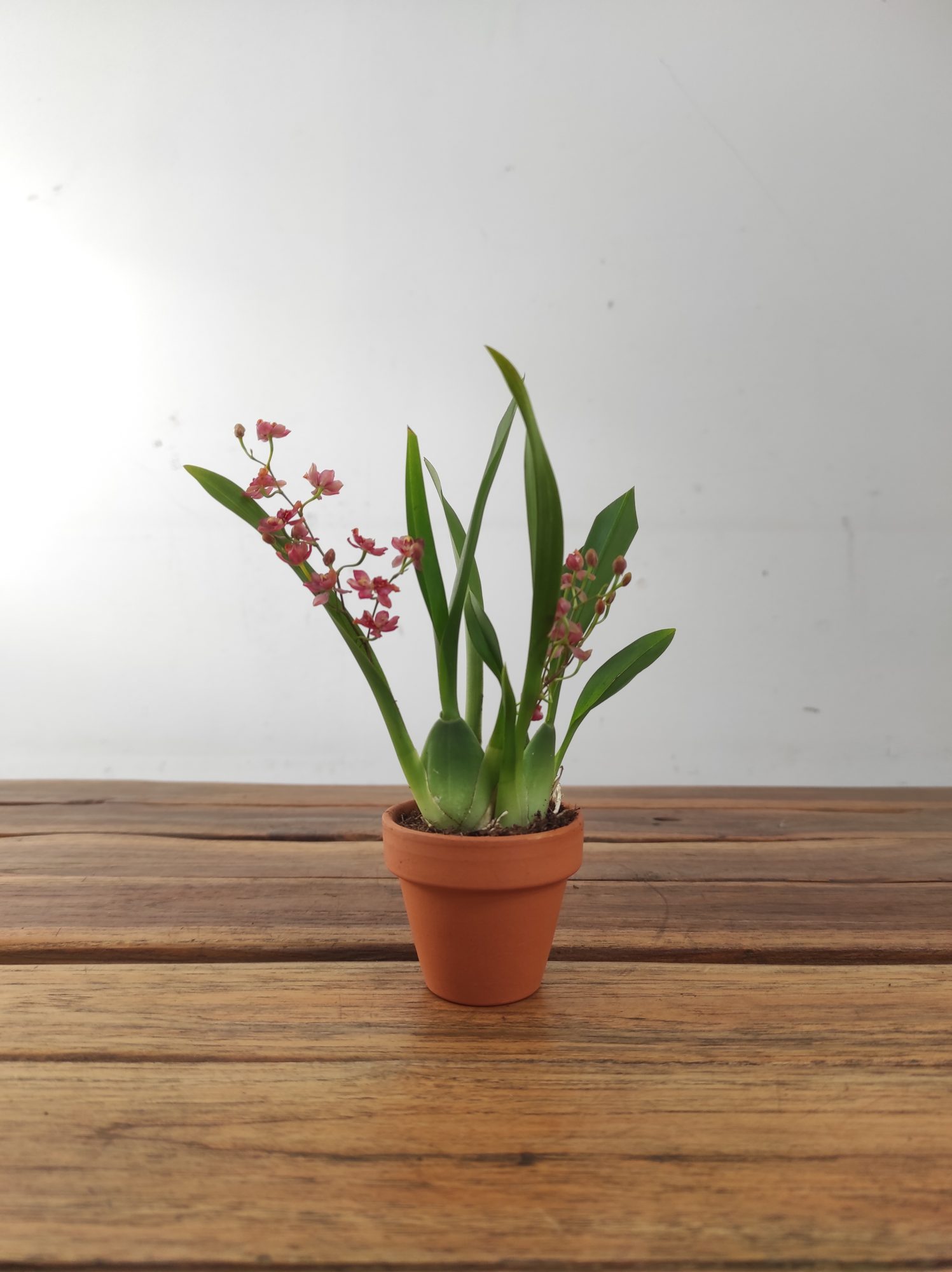 Oncidium Vermelho - Vaso de barro - Image 2