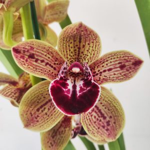 Cymbidium 'Los Angels' - 1 Haste
