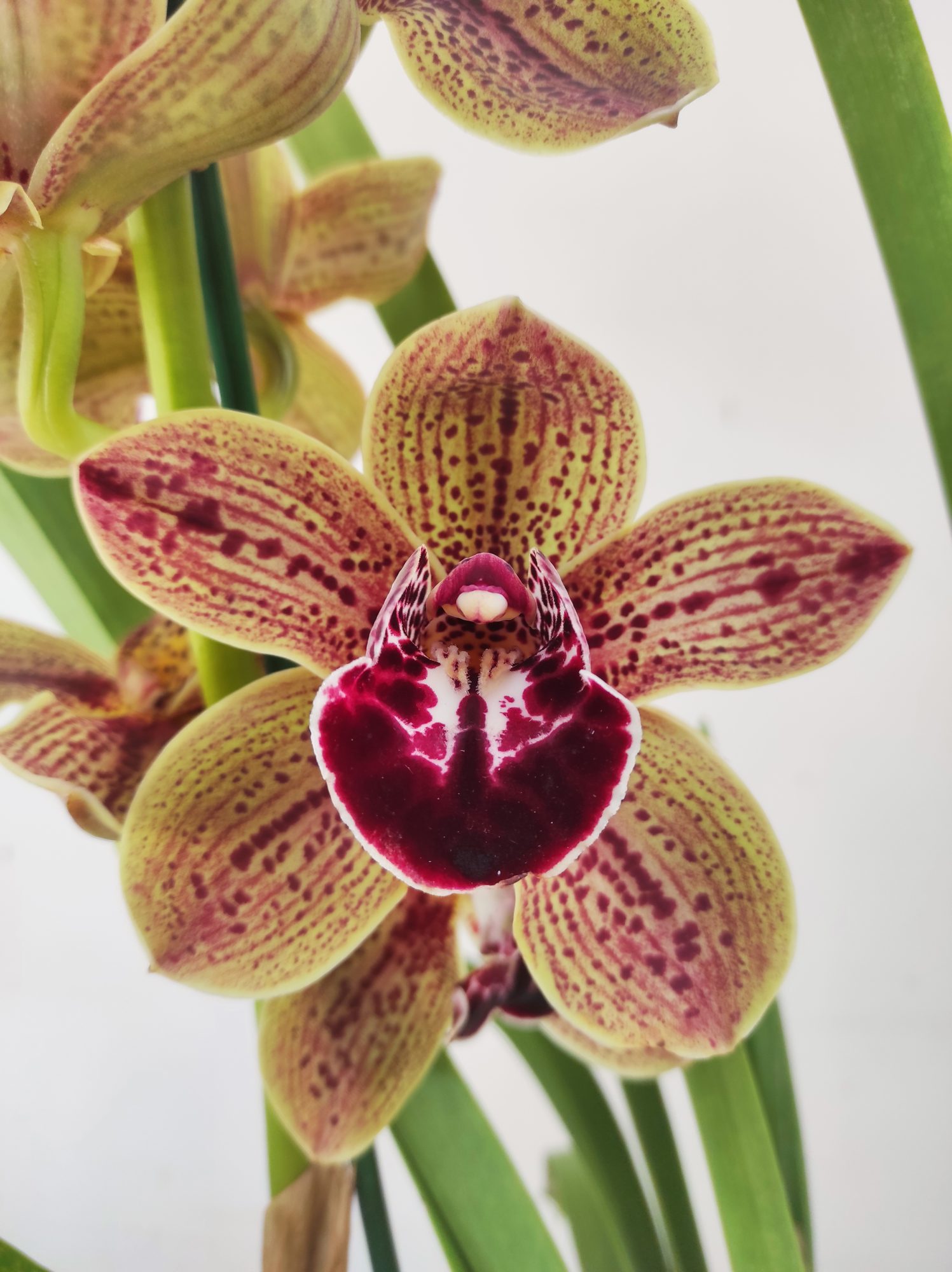 Cymbidium 'Los Angels' - 1 Haste