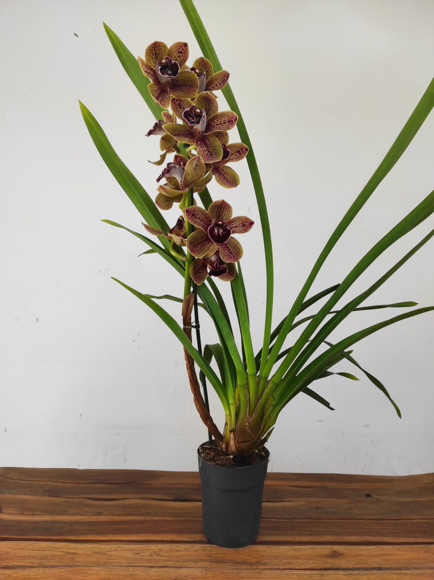 Cymbidium 'Los Angels' - 1 Haste - Image 2
