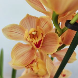 Cymbidium 'Wonderland' - 2 Hastes