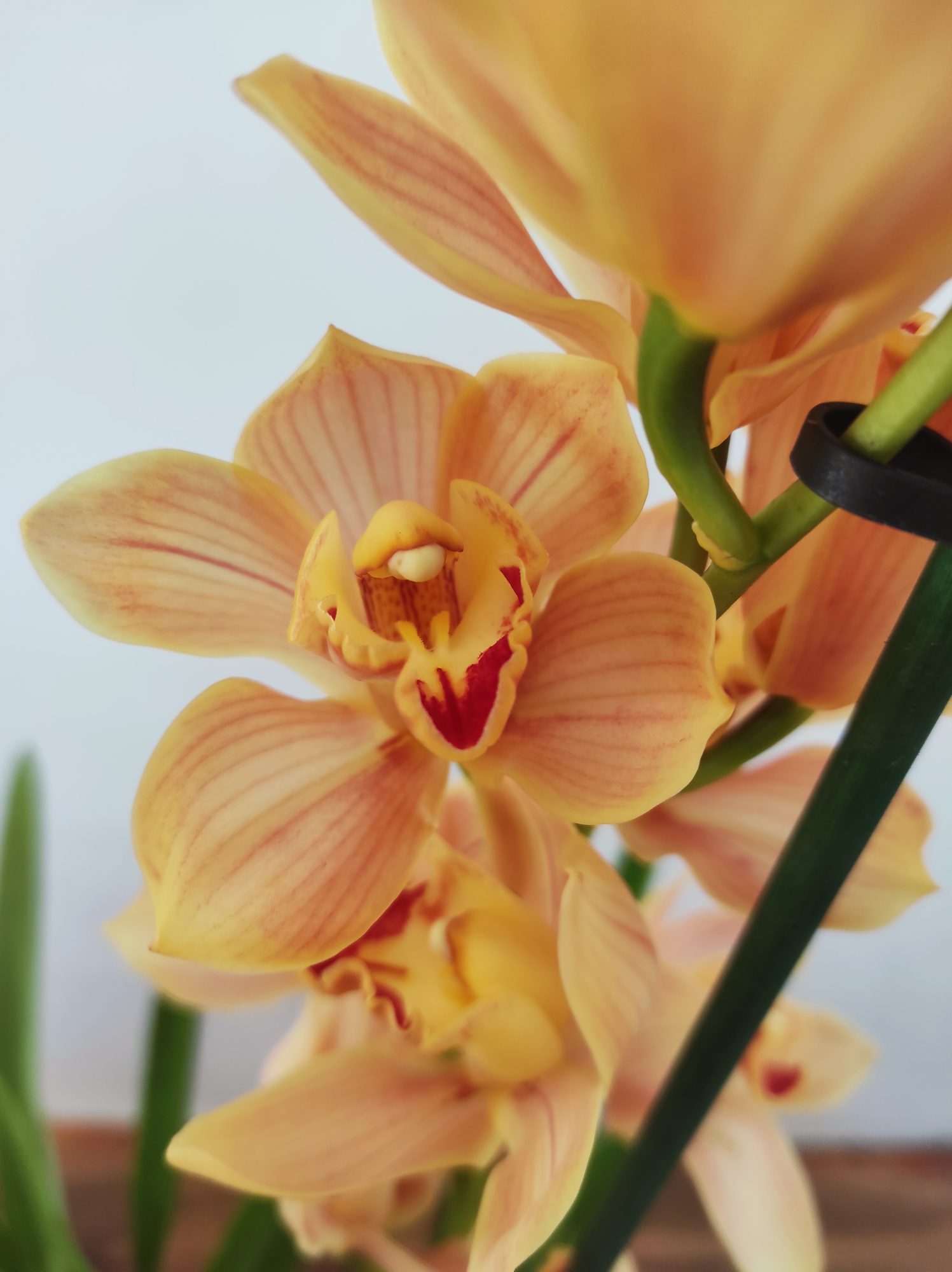Cymbidium 'Wonderland' - 2 Hastes