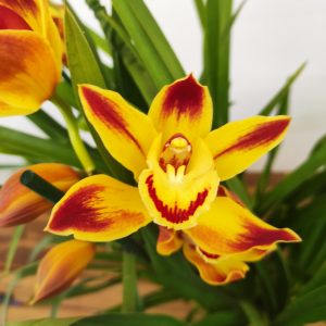 Cymbidium 'Wallacia' - 3/4 Hastes
