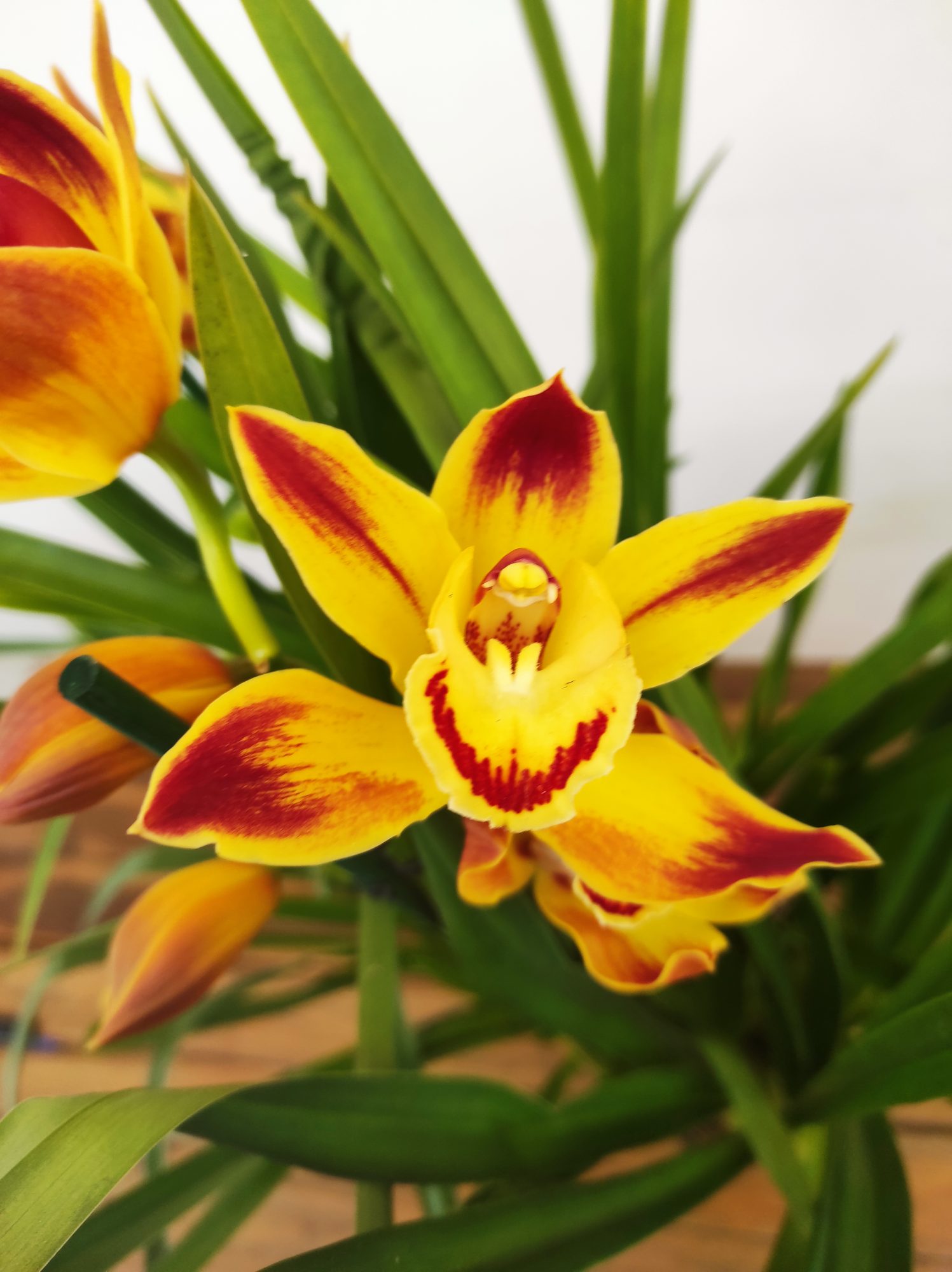 Cymbidium 'Wallacia' - 3/4 Hastes