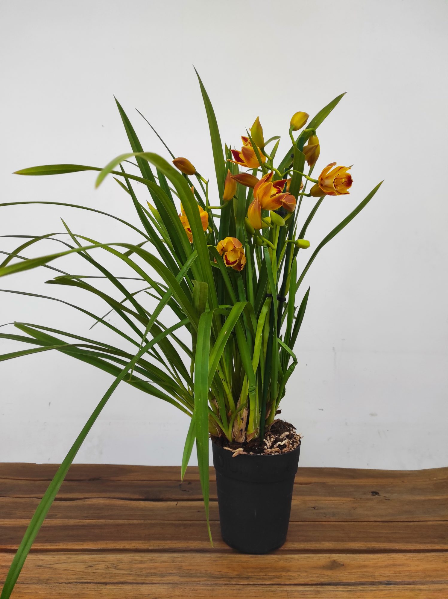 Cymbidium 'Wallacia' - 3/4 Hastes - Image 2