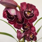 Cymbidium 'Dark Pink' - 1 Haste