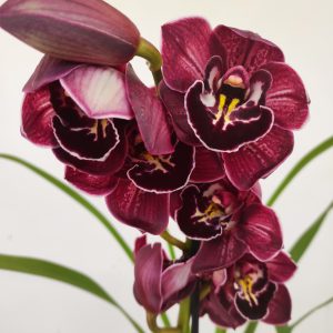 Cymbidium 'Dark Pink' - 1 Haste