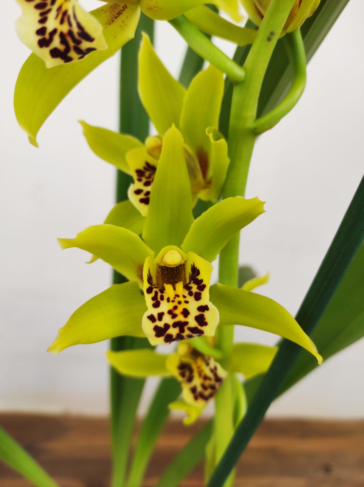 Cymbidium 'Sleep Flor' - 1 Haste - Image 3