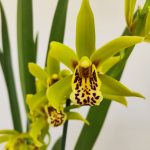 Cymbidium 'Sleep Flor' - 1 Haste