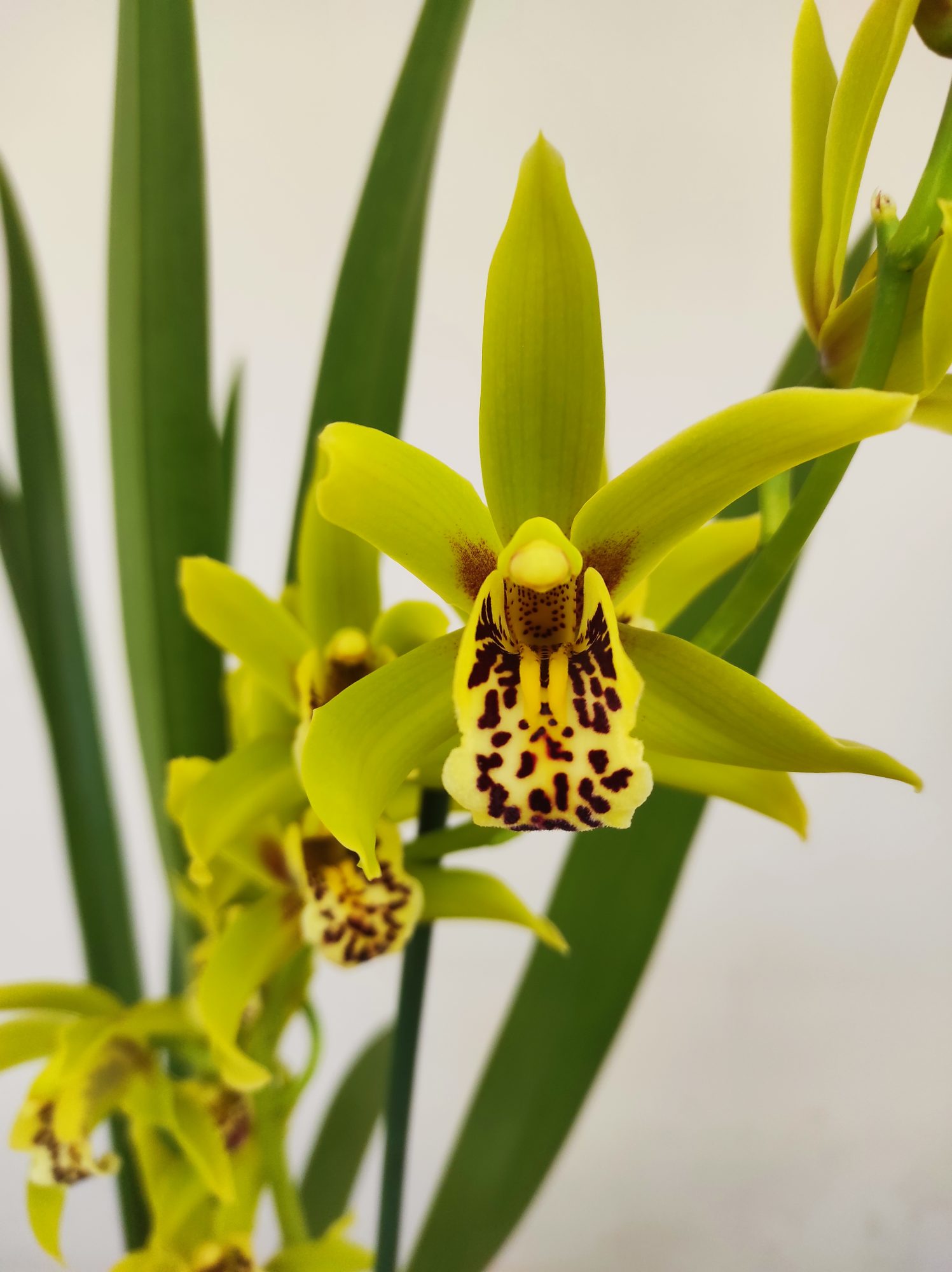 Cymbidium 'Sleep Flor' - 1 Haste