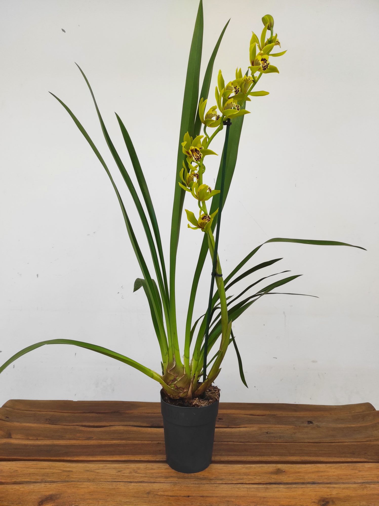 Cymbidium 'Sleep Flor' - 1 Haste - Image 2
