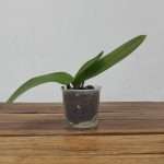 Phalaenopsis Sem Flor - V.9