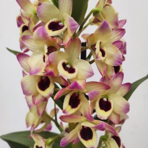 Dendrobium Nobile