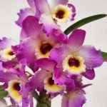 Dendrobium Nobile