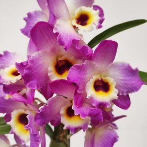Dendrobium Nobile