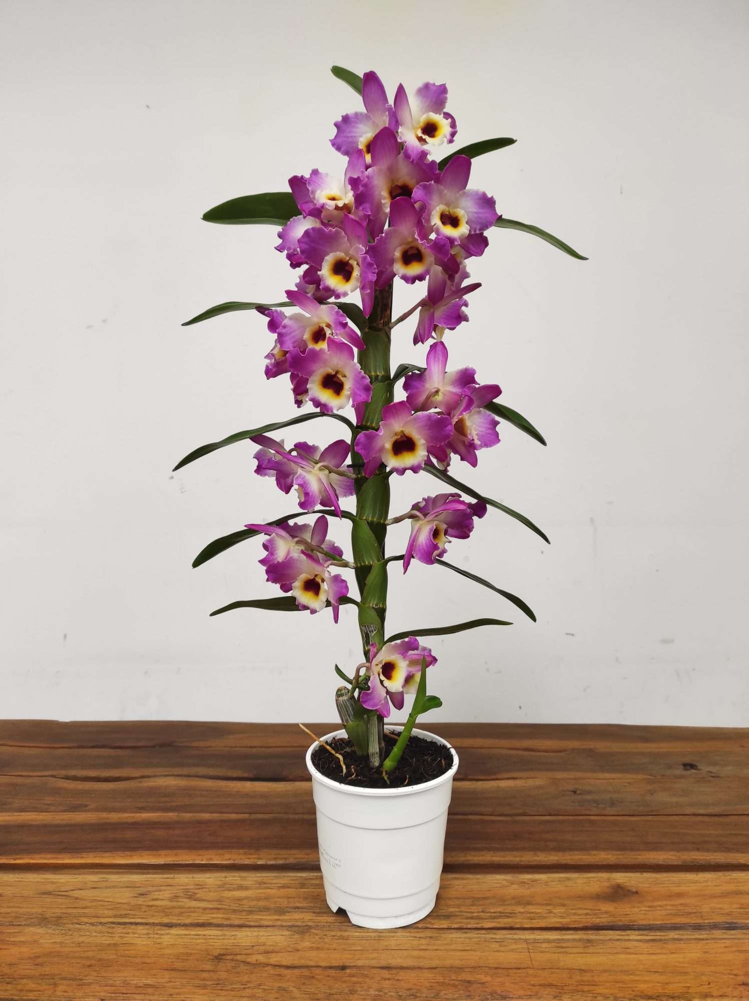 Dendrobium Nobile - Image 2