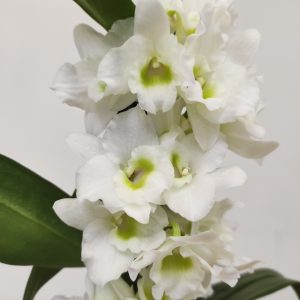Dendrobium Nobile