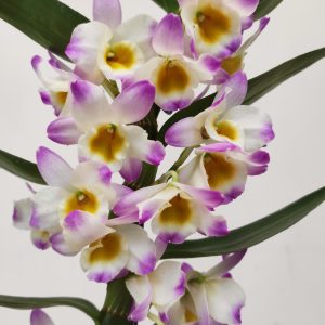 Dendrobium Nobile