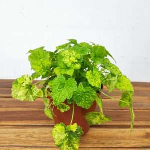 Tolmiea Menziesii Variegata