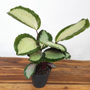 Calathea Picturata 'Argentea'