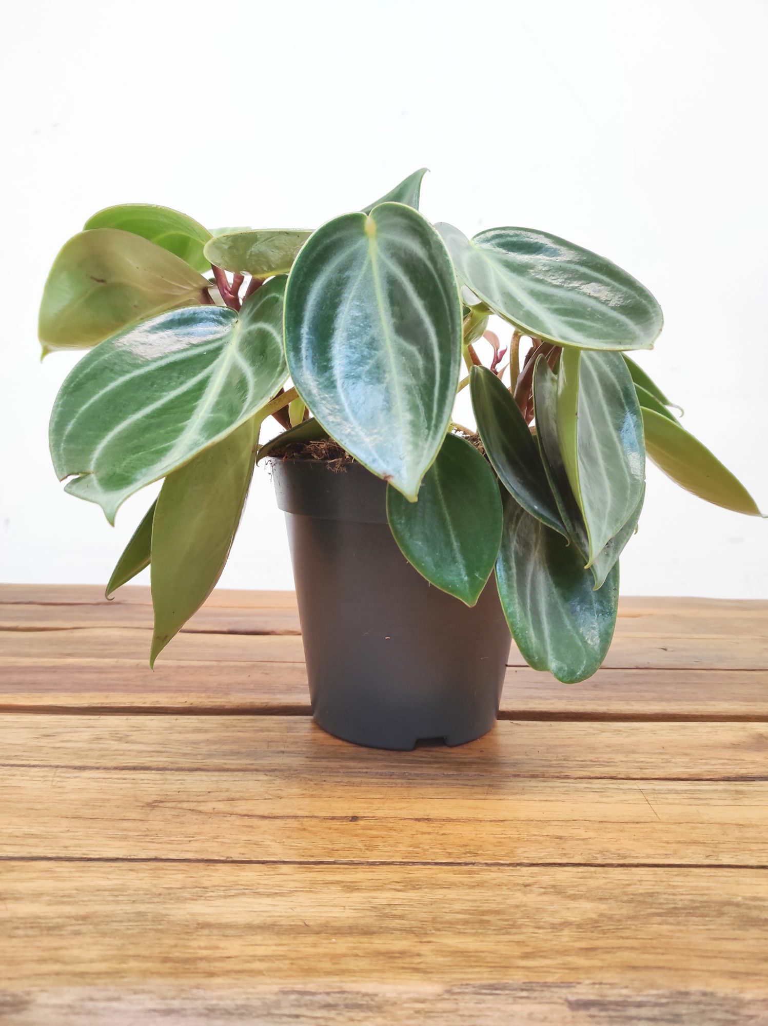Peperomia Sarcophylla - Image 2