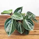 Peperomia Sarcophylla