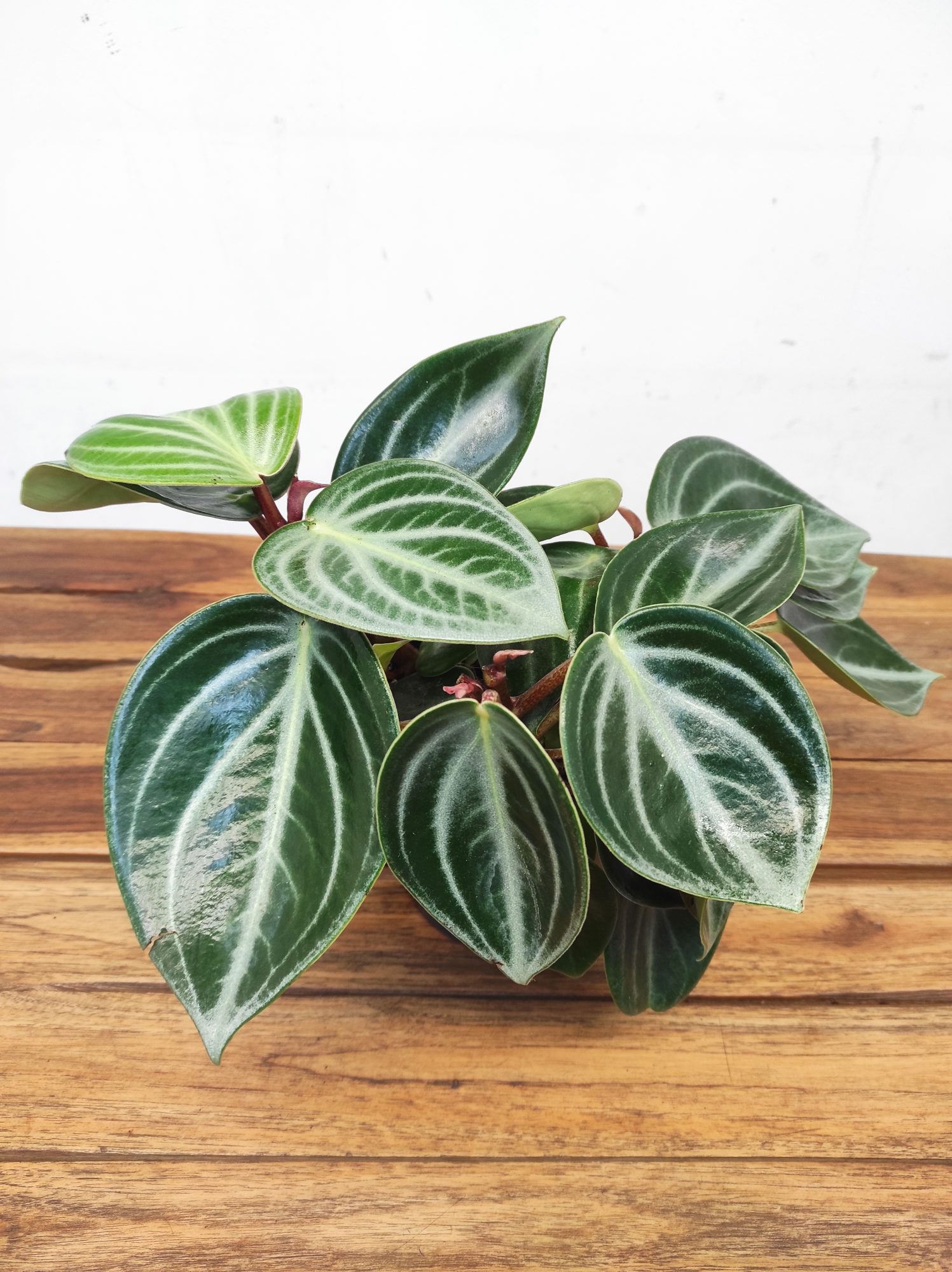 Peperomia Sarcophylla