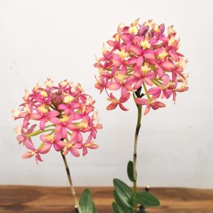 Epidendrum Radicans