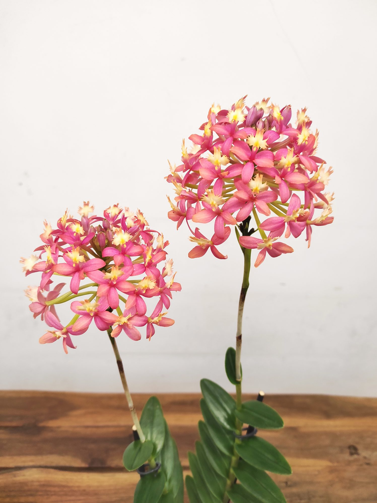 Epidendrum Radicans